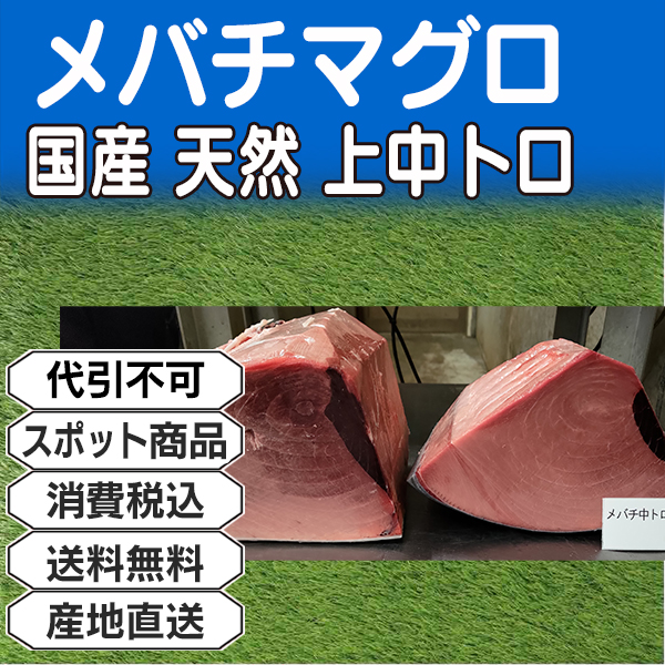 メバチマグロ 上中トロ 天身なし血合・皮付き 背腹込ブロック柵 国産 天然 神奈川県 三浦三崎産  ■不定貫 ★ロット割対象商品 【事前銀行振込】(配送不可：沖縄・離島)