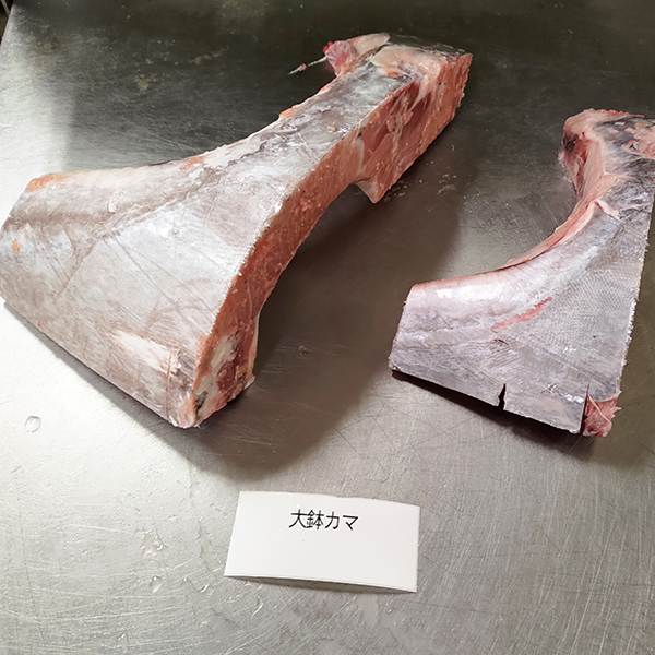 大バチ  カマ 皮付き 国産 天然 神奈川県 三浦産 約500から800g★ロット割対象商品 【事前銀行振込】(配送不可：沖縄・離島)