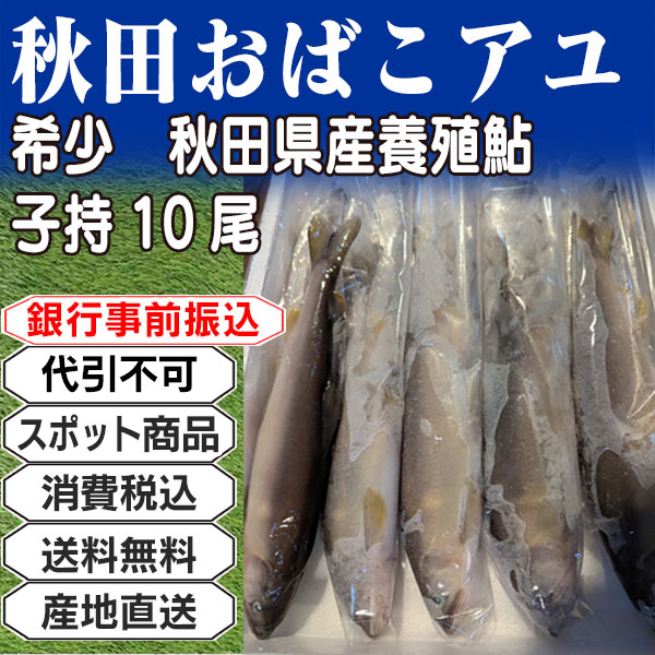秋田おばこアユ(秋田県産養殖鮎) 子持     日本  3kg(3kg箱 ×1箱) (配送不可：沖縄・離島) 【代引不可】