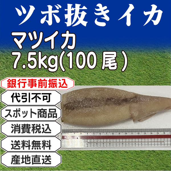 ツボ抜きイカ　(マツイカ)  7.5kg(7.5kg箱 ×1箱) (配送不可：沖縄・離島) 【代引不可】